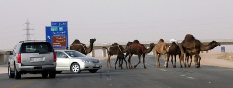 Saudi road with car and camel
